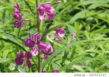 夏の高原に咲くヤナギラン　アップ 105372237