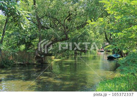 安曇野の夏　大王わさび農場の清流 105372337