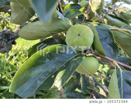 だいぶ膨らんできた まだ青い 柿の果実 だいぶ膨らんできた まだ青い 柿の果実 105372384