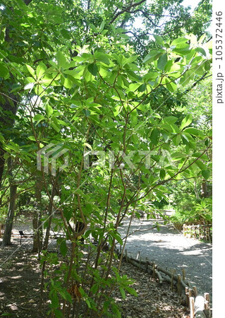 リョウブ（令法）の木 105372446