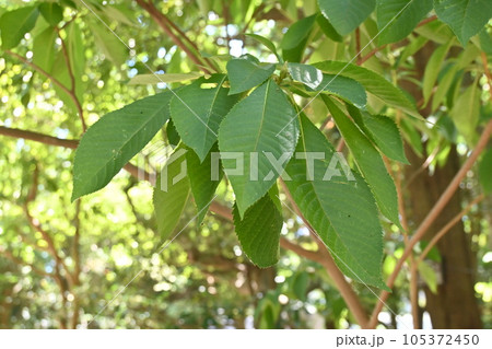 リョウブ（令法）の木 105372450