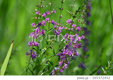 リョウブ（令法）の木 105372452