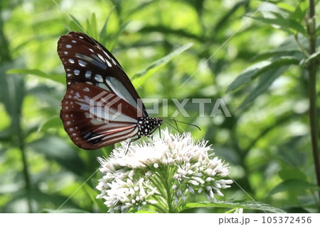 ヒヨドリバナの蜜を吸うアサギマダラ アップ ヒヨドリバナの蜜を吸うアサギマダラ アップ 105372456