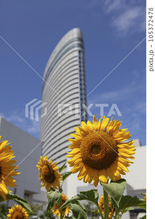神戸ポートアイランドのポートピアホテルとひまわり 神戸ポートアイランドのポートピアホテルとひまわり 105372478