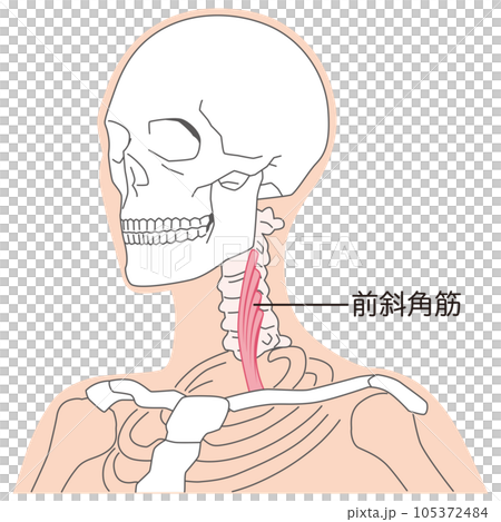 Scalene anterior muscle structure of the neck 105372484