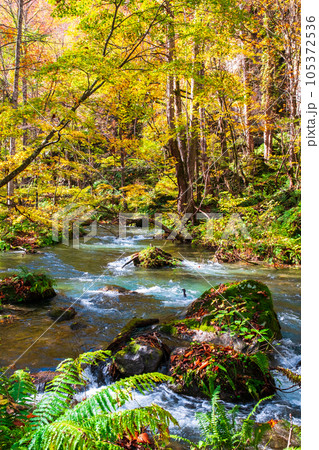 奥入瀬渓流（秋） 105372536