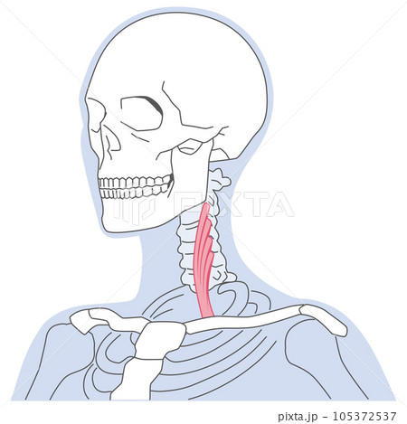 前斜角筋　首の筋肉の構造 105372537
