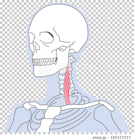 前斜角筋　首の筋肉の構造 105372537