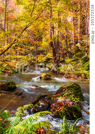 奥入瀬渓流（秋） 105372538