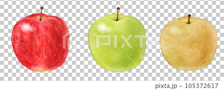 Red apple, green apple and pear painted by watercolor 105372617