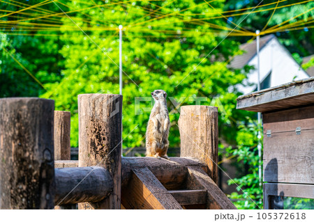 動物園にいる可愛いミーアキャット 105372618
