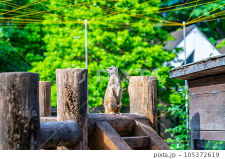 動物園にいる可愛いミーアキャット 動物園にいる可愛いミーアキャット 105372619