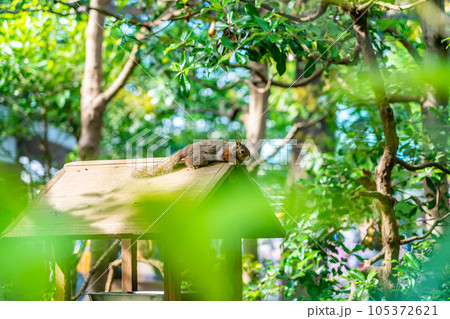 動物園の小屋でくつろぐ二ホンリス 105372621