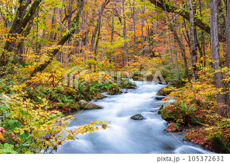 奥入瀬渓流（秋） 105372631