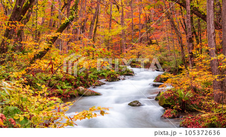 奥入瀬渓流(秋) 奥入瀬渓流(秋) 105372636
