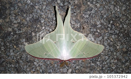 夜のオオミズアオ 夜のオオミズアオ 105372942