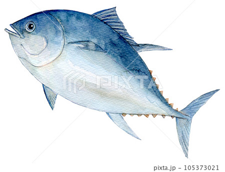 クロマグロ 水彩イラスト クロマグロ 水彩イラスト 105373021