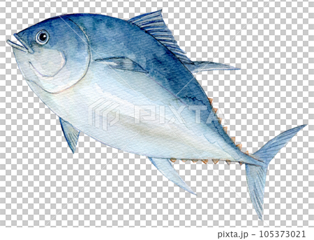 クロマグロ 水彩イラスト クロマグロ 水彩イラスト 105373021