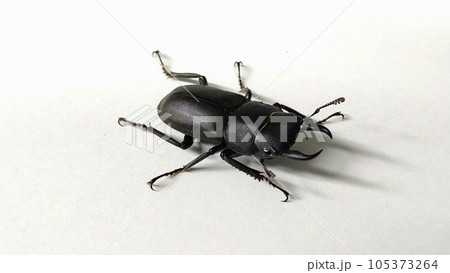 ヒメオオクワガタ（オス） 105373264