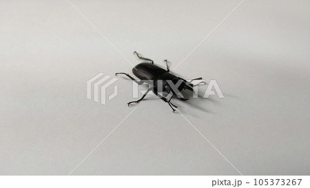 ヒメオオクワガタ（オス） 105373267