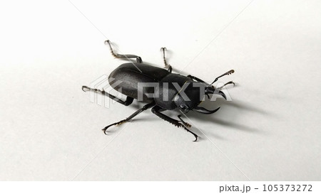 ヒメオオクワガタ（オス） 105373272