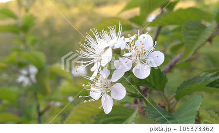 ミヤマザクラの花 105373362