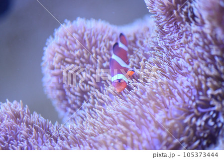 カクレクマノミとイソギンチャク 105373444