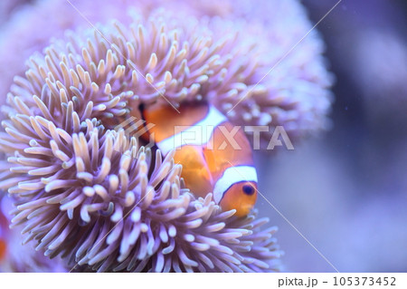カクレクマノミとイソギンチャク 105373452
