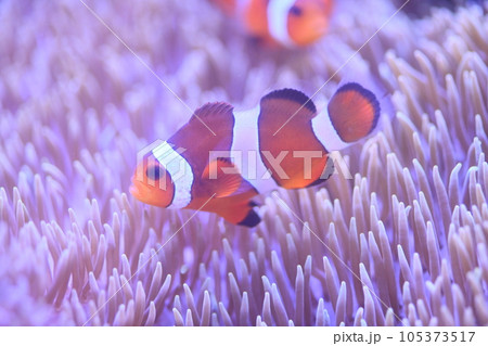 カクレクマノミとイソギンチャク 105373517
