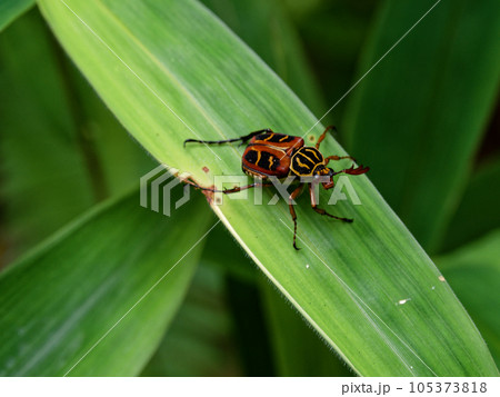 笹の葉に止まるコガネムシ科オオトラフコガネ♂ 笹の葉に止まるコガネムシ科オオトラフコガネ♂ 105373818