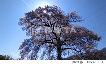 青空に咲く満開のわに塚の桜 青空に咲く満開のわに塚の桜 105373861