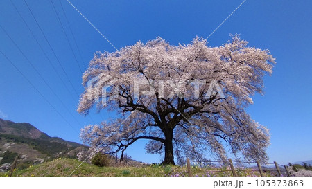 青空に咲く満開のわに塚の桜 青空に咲く満開のわに塚の桜 105373863