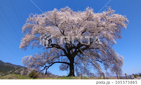 青空に咲く満開のわに塚の桜 青空に咲く満開のわに塚の桜 105373865