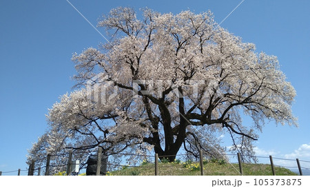 青空に咲く満開のわに塚の桜 青空に咲く満開のわに塚の桜 105373875