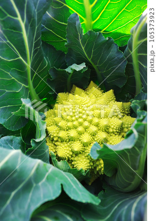 ブロッコリーかカリフラワーか?ロマネスコ ブロッコリーかカリフラワーか?ロマネスコ 105373923