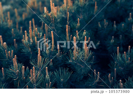 Mountain pine Pumilio close-up. Background with pine. Selective focus. With a space to copy. High quality photo Mountain pine Pumilio close-up. Background with pine. Selective focus. With a space to copy. High quality photo 105373980