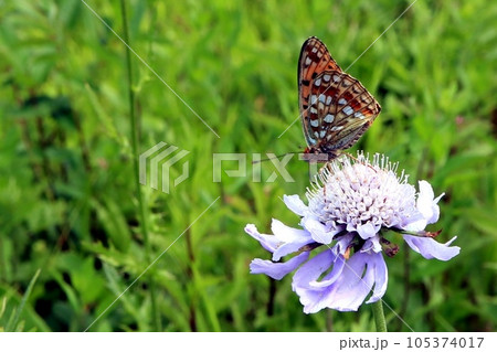 マツムシソウの花に来た蝶々 マツムシソウの花に来た蝶々 105374017