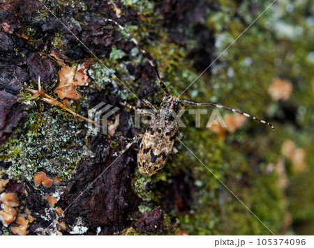 カミキリムシ科ナガゴマフカミキリ カミキリムシ科ナガゴマフカミキリ 105374096