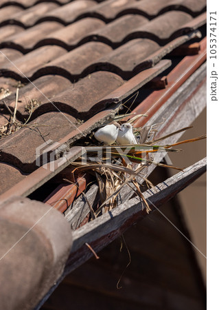 Birds nesting under old roof that loose or broken tiles and eaves. Birds nesting under old roof that loose or broken tiles and eaves. 105374171