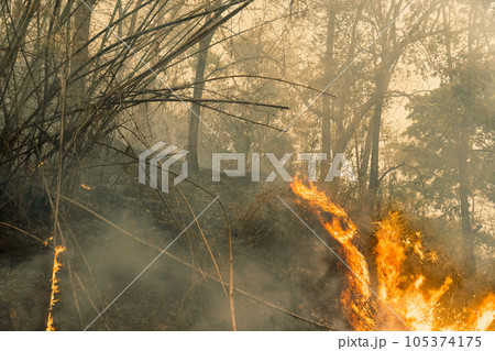 Bamboo rubbing together in windy day cause forest fire. Bamboo rubbing together in windy day cause forest fire. 105374175