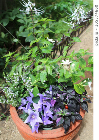 紫、白でまとめた花の寄せ植え 紫、白でまとめた花の寄せ植え 105374660