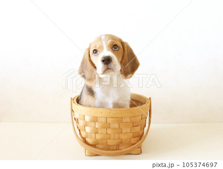 カゴの中の子犬のビーグル犬 105374697