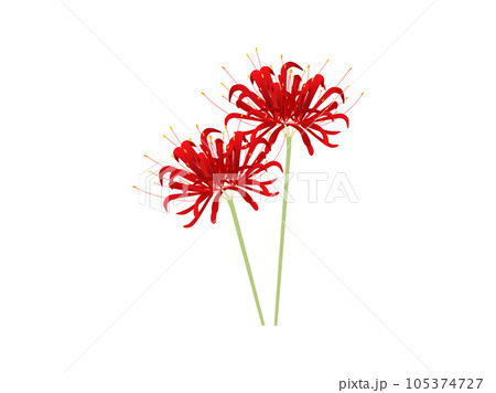 秋の真っ赤な花、彼岸花のイラストのイラスト素材 [105374727] - PIXTA