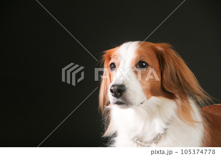 黒背景のセットと横顔のコーイケルホンディエ 105374778