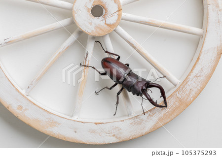 クワガタ stag beetle クワガタ stag beetle 105375293