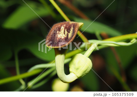 ウマノスズクサの花 105375509
