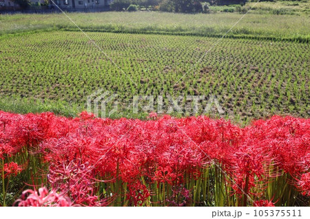 彼岸花と田んぼ　常陸太田市　源氏川 105375511