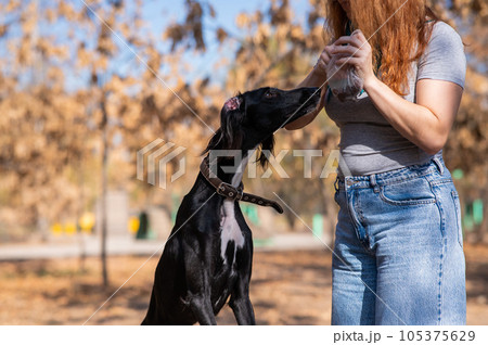 Tazy. Caucasian woman walking with Central Asian Greyhound in autumn.  105375629