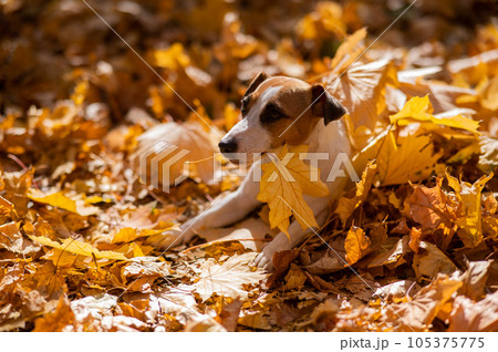 Jack Russell Terrier dog holding a yellow maple leaf on a walk in the autumn park.  105375775
