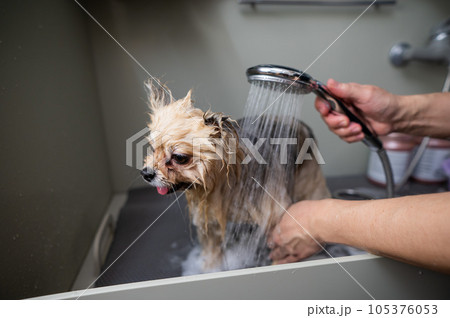 A woman showers a cute Pomeranian dog in a grooming salon. A woman showers a cute Pomeranian dog in a grooming salon. 105376053